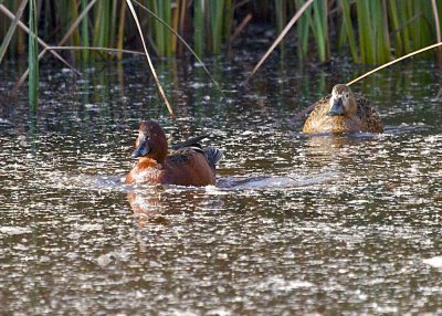 Cinnamon Teal