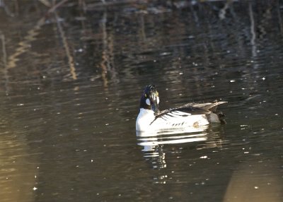 Common Golden-eye (Male)
