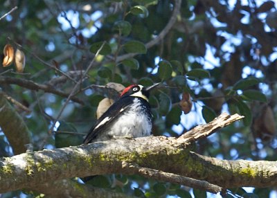 Acorn Woodpecker