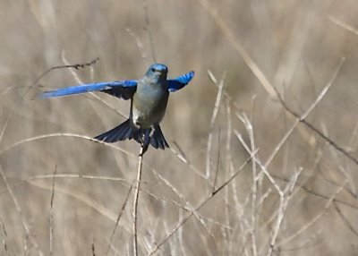Mountain Bluebird - male