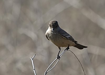 Mountain Bluebird - female