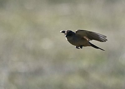 Mountain Bluebird - female