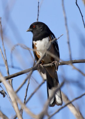 Spotted Towhee