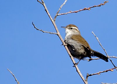 Bewick's Wren