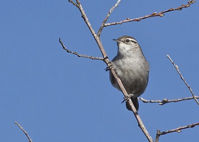 Bewick's Wren