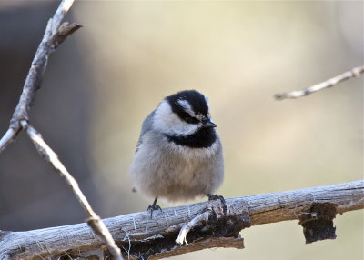 Mountain Chickadee