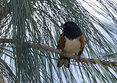 Spotted Towhee