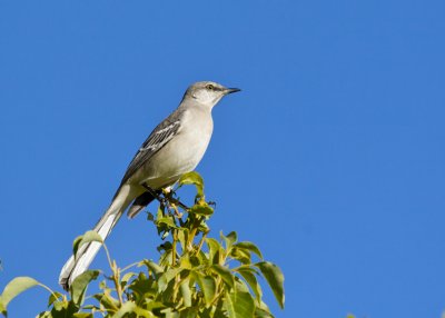 Northern Mockingbird