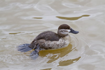 Ruddy Duck