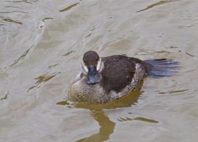 Ruddy Duck
