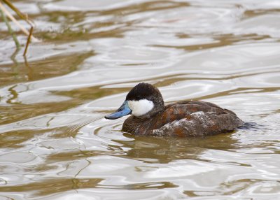 Ruddy Duck