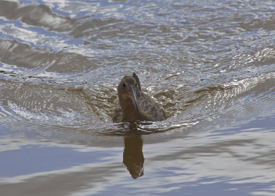 Ridgway's Rail