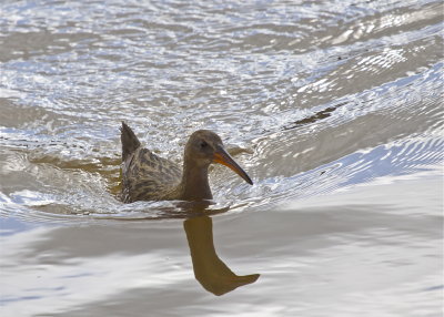 Ridgway's Rail