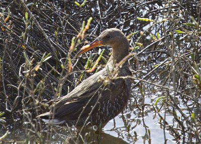 Ridgway's Rail