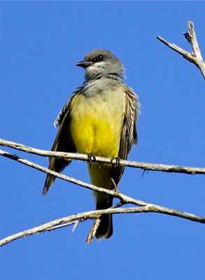 Cassins Kingbird