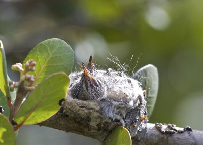 Anna's Hummingbird