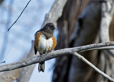 Spotted Towhee