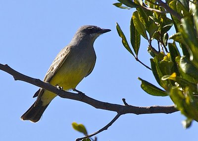 Tropical Kingbird