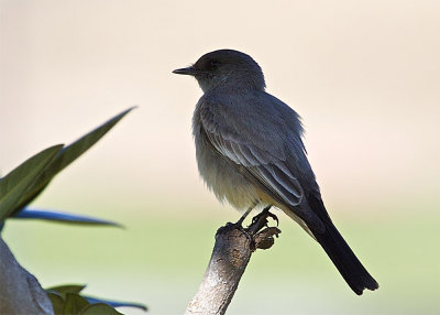 Tropical Kingbird