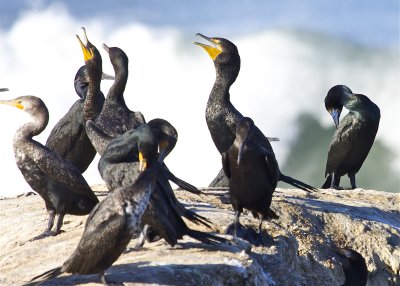 Double-crested Cormorant