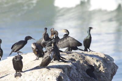 Double-crested Cormorant