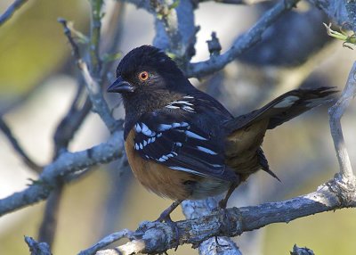 Spotted Towhee