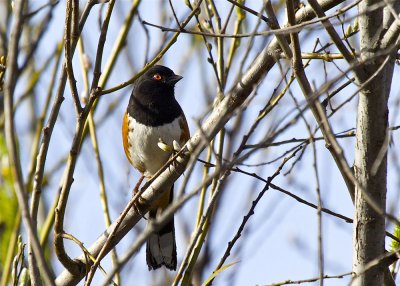 Spotted Towhee