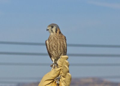 American Kestrel
