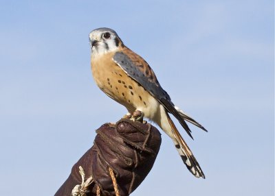 American Kestrel