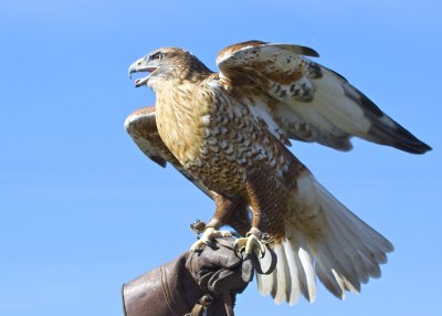 Ferruginous Hawk