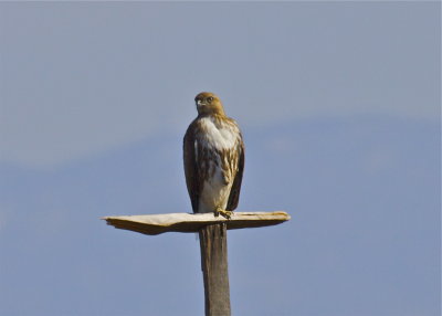 Ferruginous Hawk