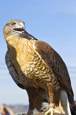 Ferruginous Hawk
