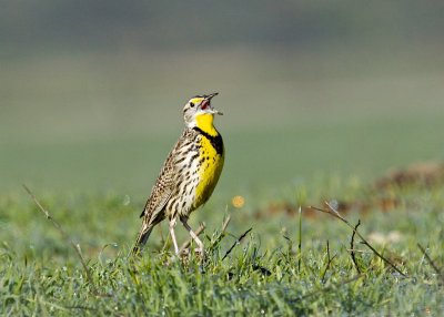 Western Meadowlark