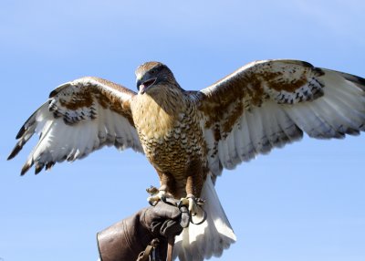 Ferruginous Hawk