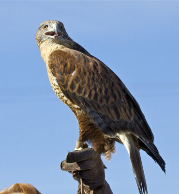 Ferruginous Hawk