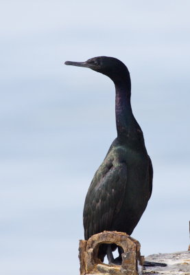 Pelagic Cormorant