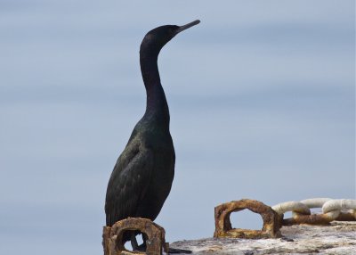 Pelagic Cormorant