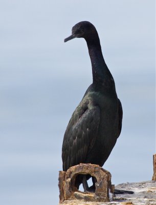 Pelagic Cormorant