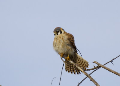 American Kestrel