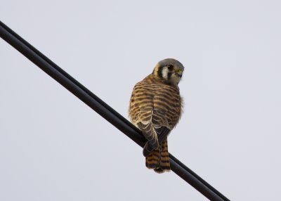 American Kestrel