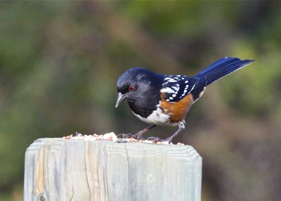 Spotted Towhee