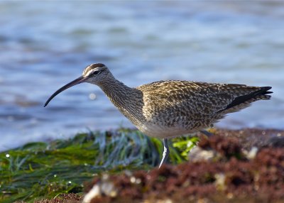 Whimbrel