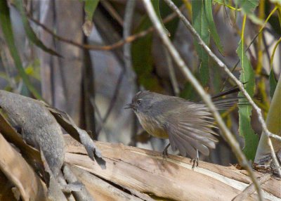 Wrentit