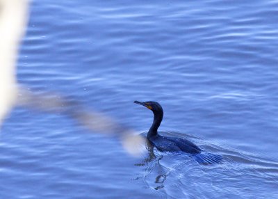 Double-crested Cormorant