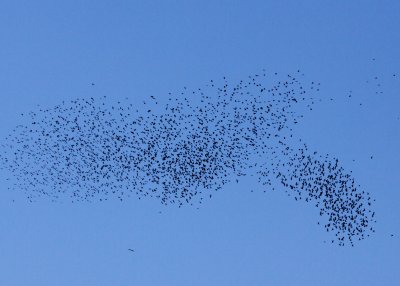 European Starling