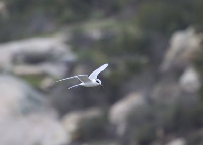 Forster's Tern