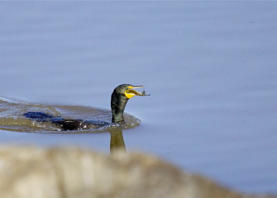 Double-crested Cormorant