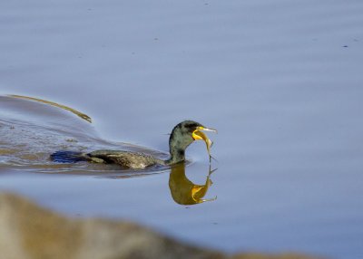 Double-crested Cormorant