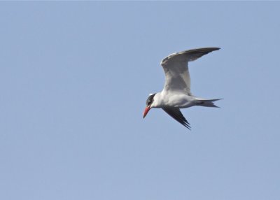 Royal Tern