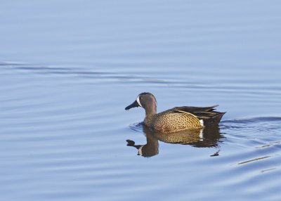 Blue-winged Teals